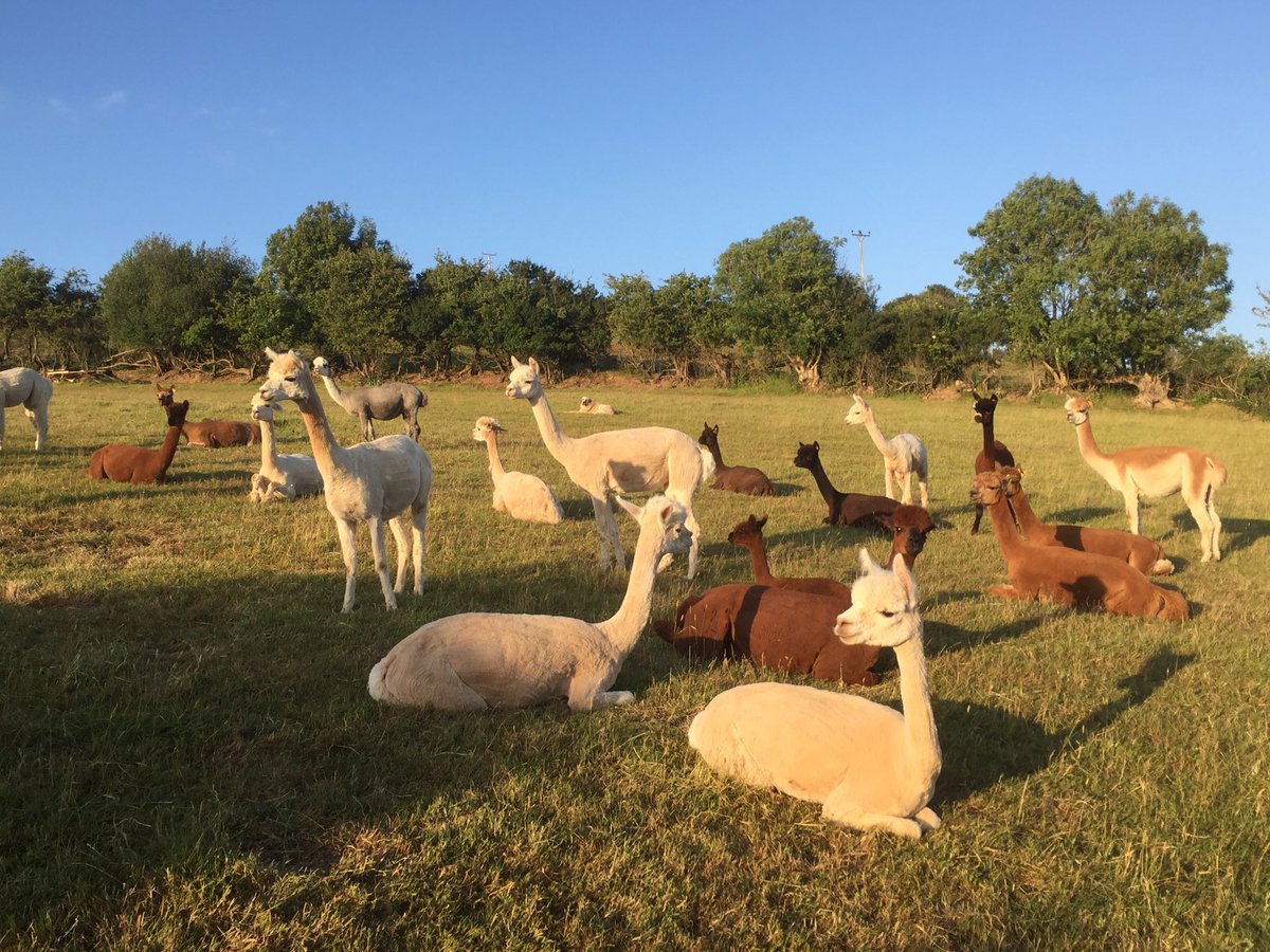 Chilling out #Alpacas #NorthDevon #Exmoor #Alpacasocks #poshsocks #yarn #needlefelting #spinning #fleece