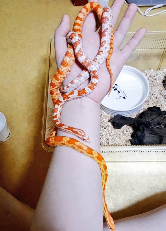 사이좋게 잘 커가준 아이들.. 작은 시절 사진은 제가 올해 2월에 찍었가 아이들이 큰 사진은 체다집사님이 최근에 
(@ KEN_Cheddar)  찍어주셨어요!