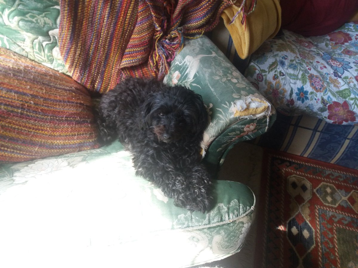 CollLothian's tweet image. Good luck to everyone sitting internal exams this week! Here is a Clover for good luck! #collathome