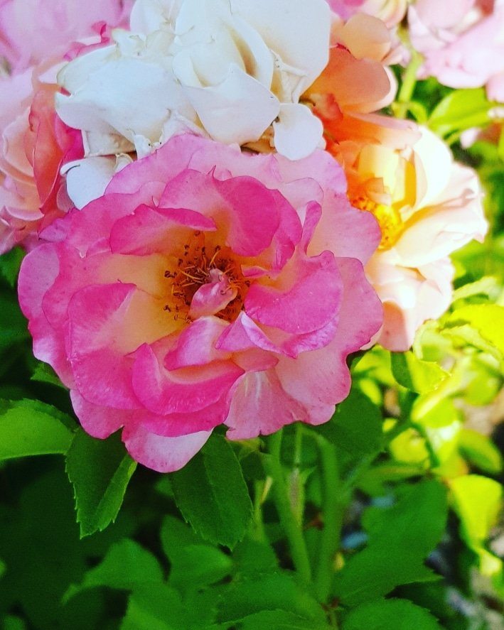 Ich liebe die Natur, und wenn Rosen nach Rosen duften