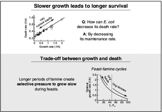 Mol Syst Biol (@molsystbiol) on Twitter photo How do bacteria adapt to increase their fitness in starvation? This study shows that E. coli require less maintenance in starvation & survive longer, if they have previously grown slowly --> bit.ly/3cFxwEX from U Gerland <a href="/TU_Muenchen/">TU München</a> #QBio How do bacteria adapt to increase their fitness in starvation? This study shows that E. coli require less maintenance in starvation & survive longer, if they have previously grown slowly --> bit.ly/3cFxwEX from U Gerland <a href="/TU_Muenchen/">TU München</a> #QBio