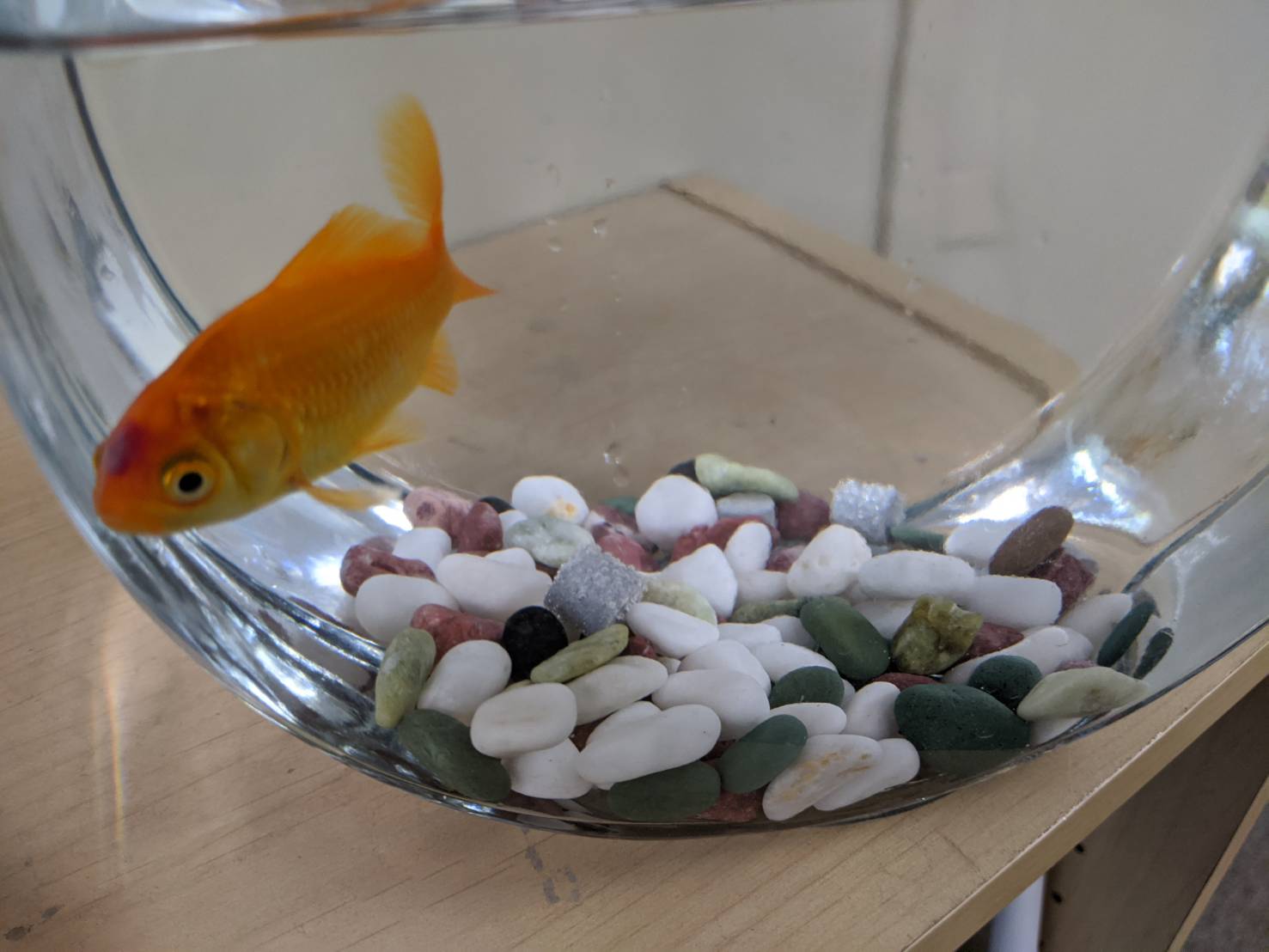 スクランブル田谷店企画 お客様と飼っている金魚ちゃん おでこの所に何やら変なデキモノが発生してしまいました お客様に怒られる まずは酸素環境を良くして 塩分を注入 調べたところ 水カビ病 かもしれません 見合う薬もあげましたので