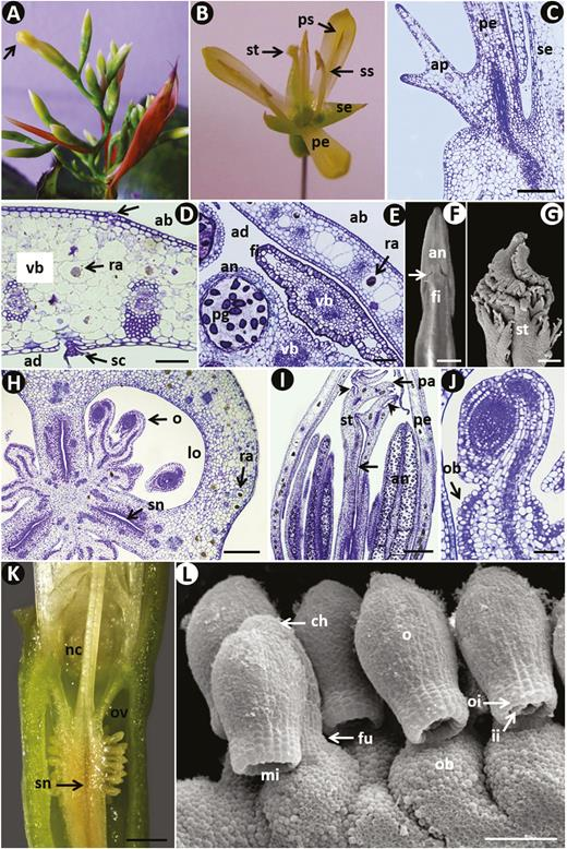 BotJLinnSoc's tweet photo. Floral #development & #anatomy in ##Aechmea (#Bromeliaceae, #Bromelioideae)
Santa-Rosa et al. #FloralDevelopment #flowers #monocots
https://t.co/mE0Kd99X6C https://t.co/jK3RbHOcHh