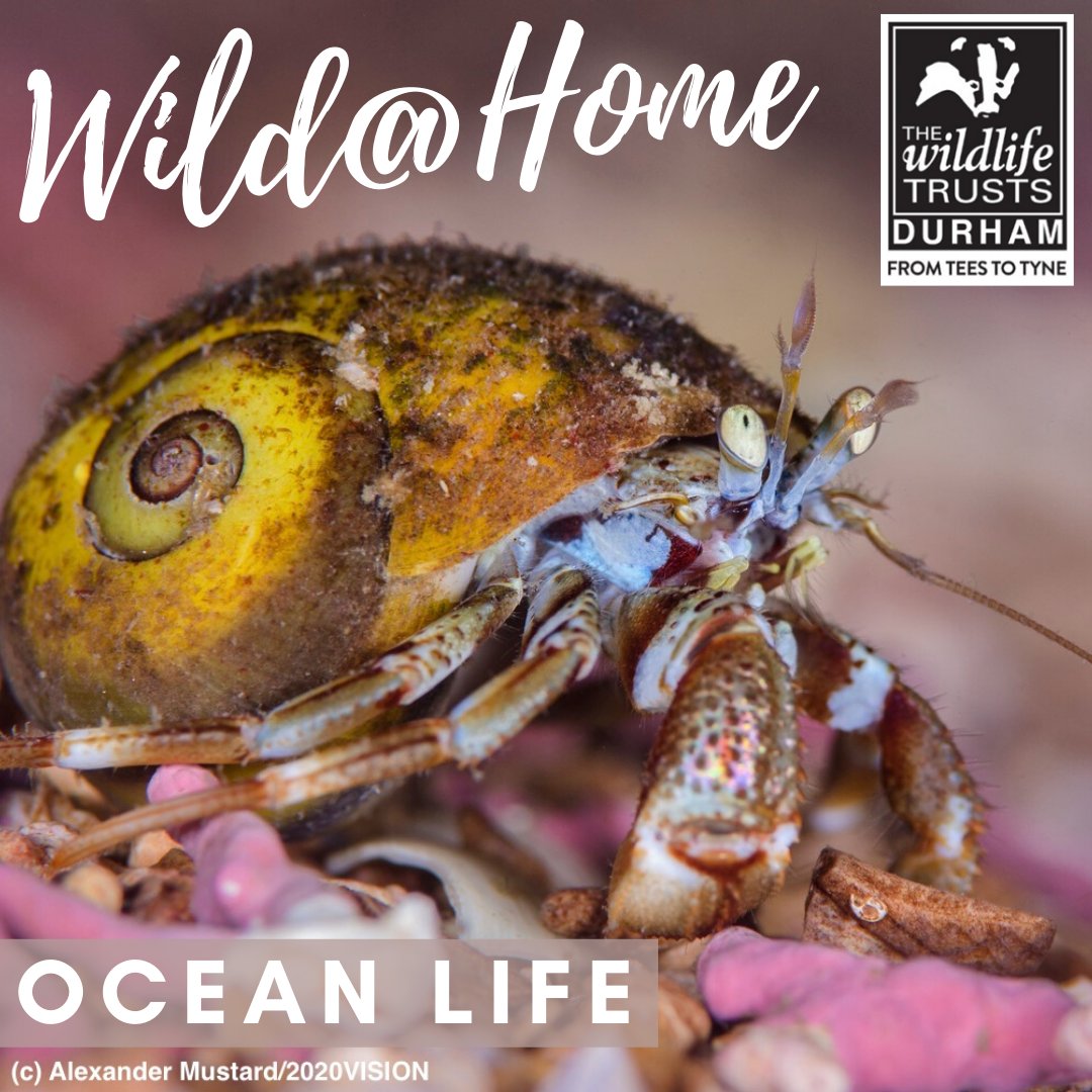 DurhamWildlifeTrust tweet media