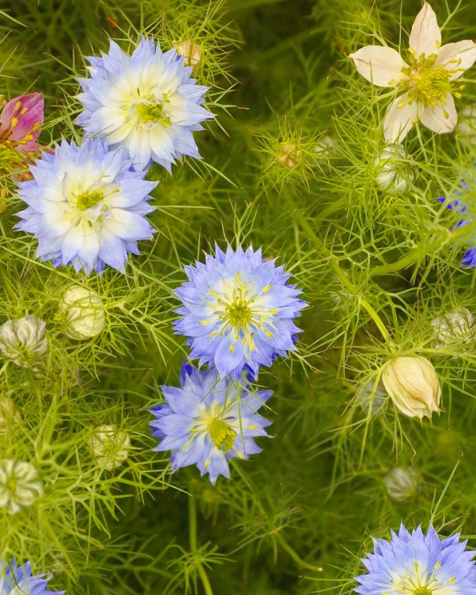 ট ইট র フラワーウッド ニゲラ ふわっとした印象の個性的な お花がとても人気です 青 白 ピンクの種類を入荷 ニゲラの実 は ドライフラワー としても楽しめますね 育てやすく 初心者にもおススメです 鉢植え 花だんなど 外で育て