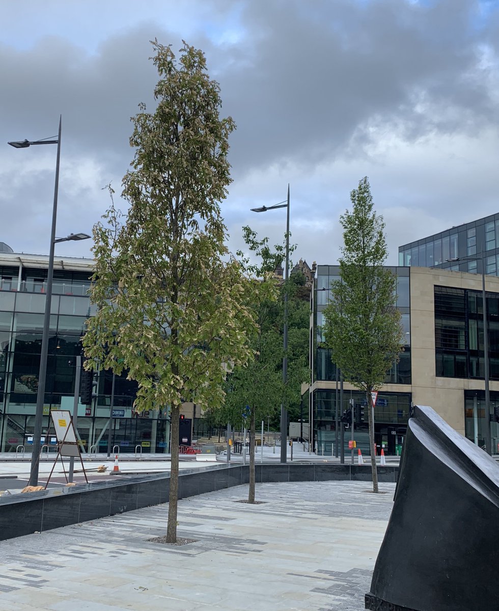 andyheald's tweet image. Hi @edinhelp please can you ask someone to urgently water these trees at Piccardy Place. The cost of watering will be a tiny fraction of the cost of replacement #TreeCharter