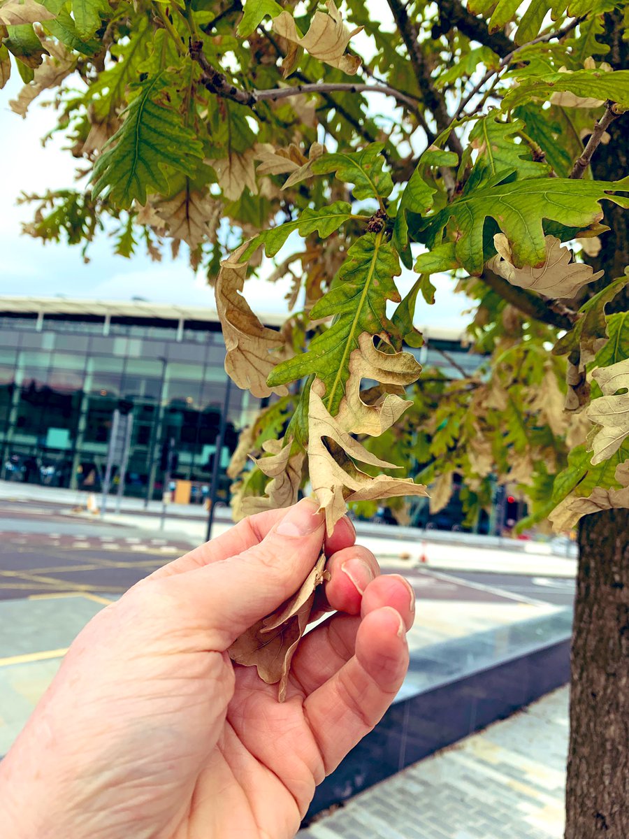 andyheald's tweet image. Hi @edinhelp please can you ask someone to urgently water these trees at Piccardy Place. The cost of watering will be a tiny fraction of the cost of replacement #TreeCharter