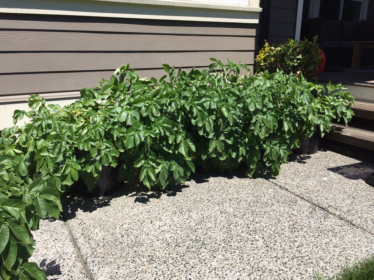 CHKindies's tweet photo. The Warba Potatoes are 13 weeks old! @bcaitc #SpudsInTubs #13WeeksOld #LearningFromHome #GrowingFromHome https://t.co/jmr9BHRNWV