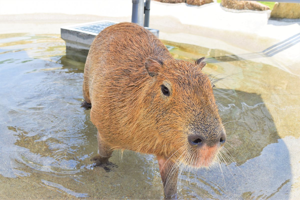 公式 滋賀農業公園ブルーメの丘 No Twitter 今日も暑い1日でした カピバラさんも水遊び たまにもぐっている姿も見ることができます ブルーメの丘 涼をおとどけ カピバラ 水遊び カンガルーとカピバラのふれあい再開してます のんびり 公式 滋賀農業公園ブルーメの丘 No Twitter 今日も暑い1日でした カピバラさんも水遊び たまにもぐっている姿も見ることができます ブルーメの丘 涼をおとどけ カピバラ 水遊び カンガルーとカピバラのふれあい再開してます のんびり