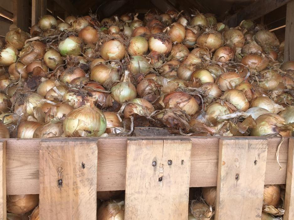 FundacioAssut's tweet photo. L'amic Toni Montoliu, assessorat pel company Vicent Sales, ha enllestit una #cebera a l'horta de #Cúiper. A l'#Horta, fa un segle, hi havia més d'un centenar de ceberes (cadastre 1910-1920). Toni ja ha encambrat més de tres mil quilos a l’espera que els preus siguen favorables. https://t.co/yoS3fkDMmF
