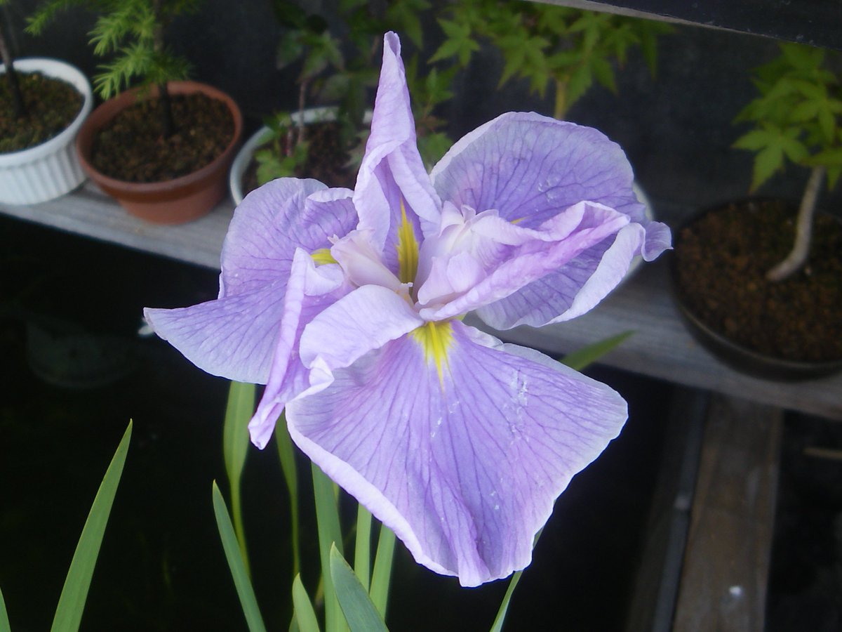 メダカの大工 ありがとうございます 美しい花の花菖蒲をビオトープで楽しめるように小さい鉢で栽培して 草丈がセンチくらいにしました