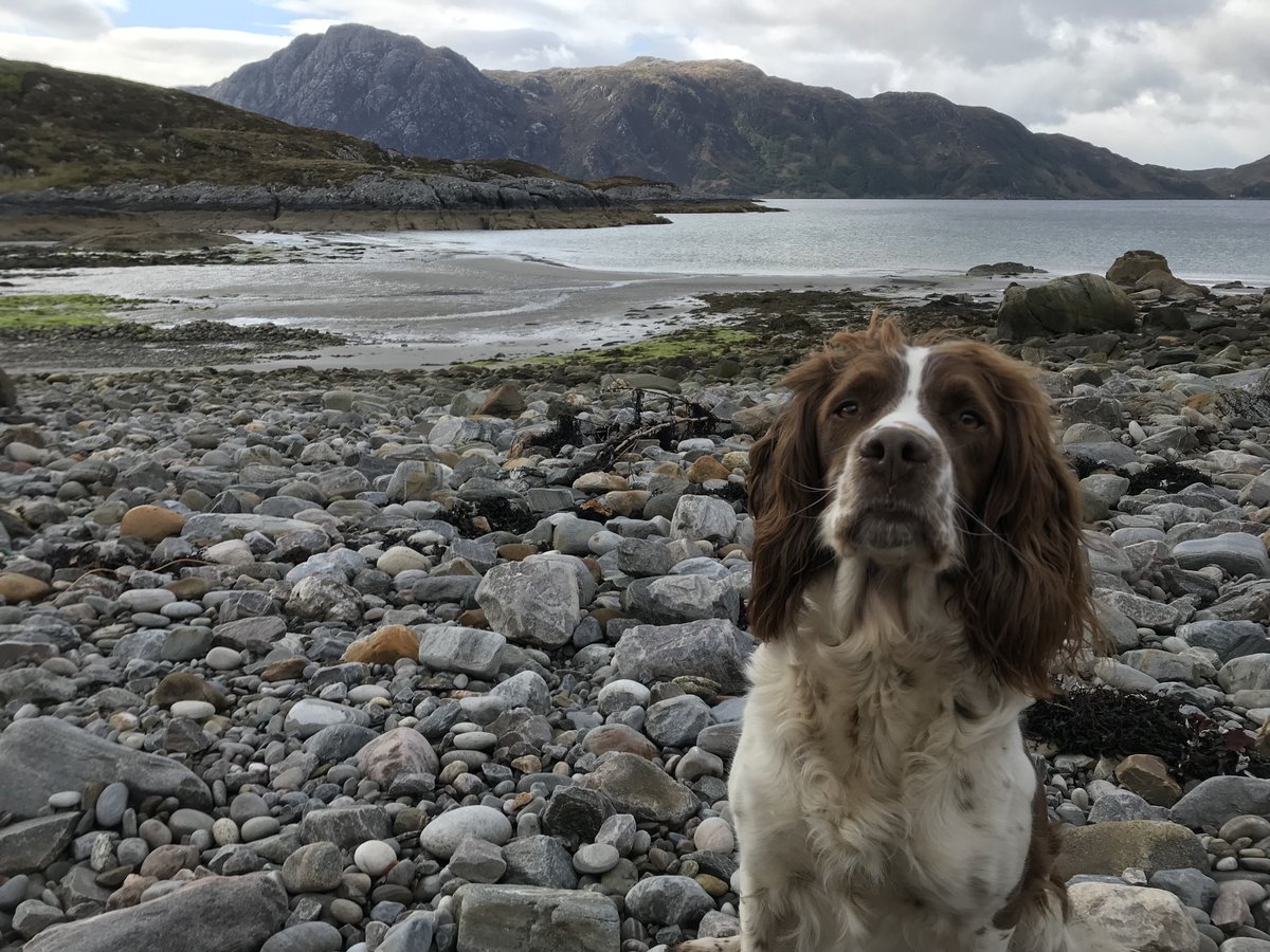 Wilder_Ways's tweet photo. Meet Kiyo our adventure pup!

#westcoastwoofers  #westcoastwaters #dogsoftwitter https://t.co/7y2S0mxq7K