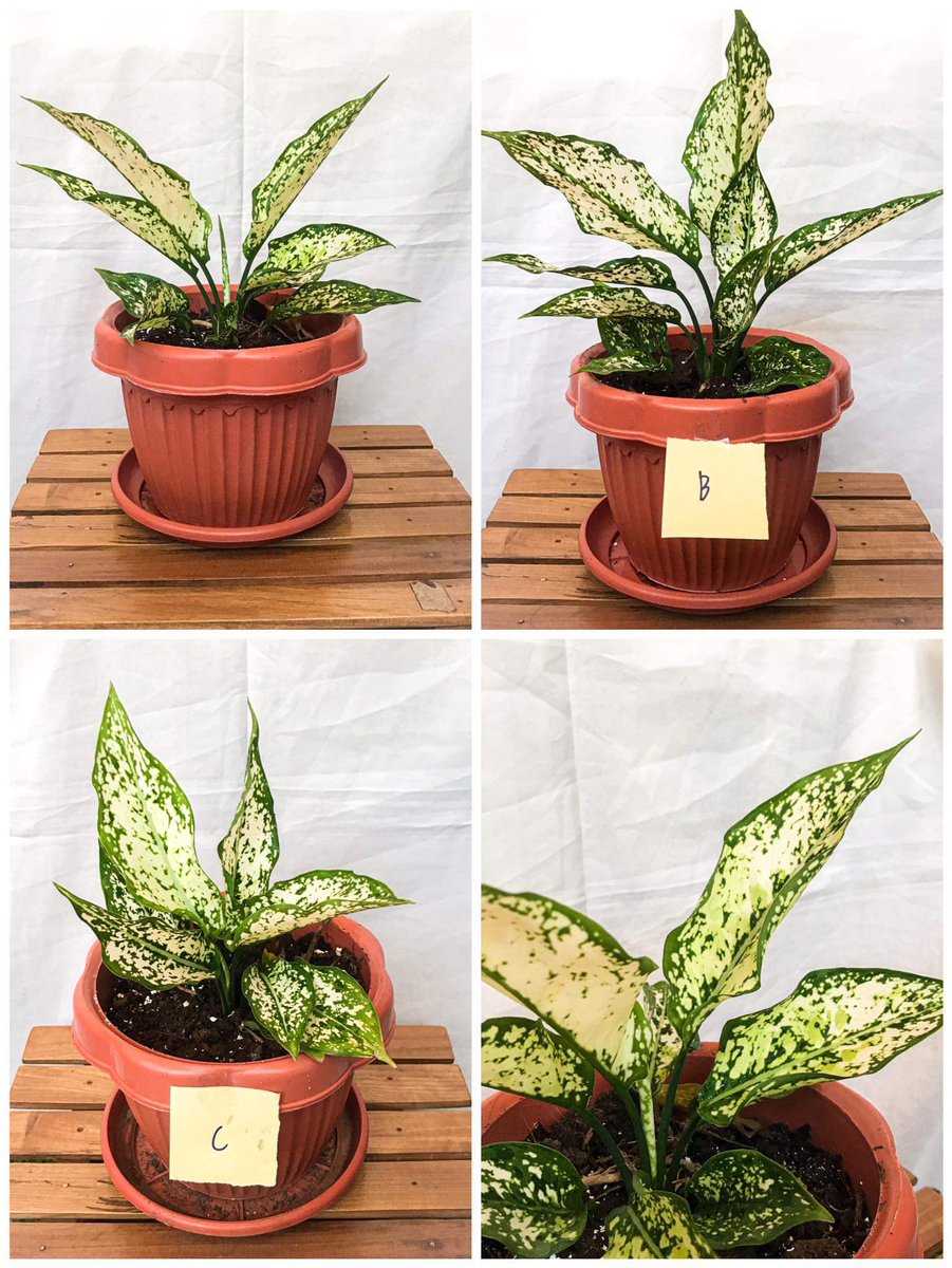 dianne_alejo's tweet photo. Please buy from my mom! Wala pang 500 pesos ang mga plants niya hahaha #BuyLocalForLocals #plantita #plantmom https://t.co/Xtcwp0zx2G