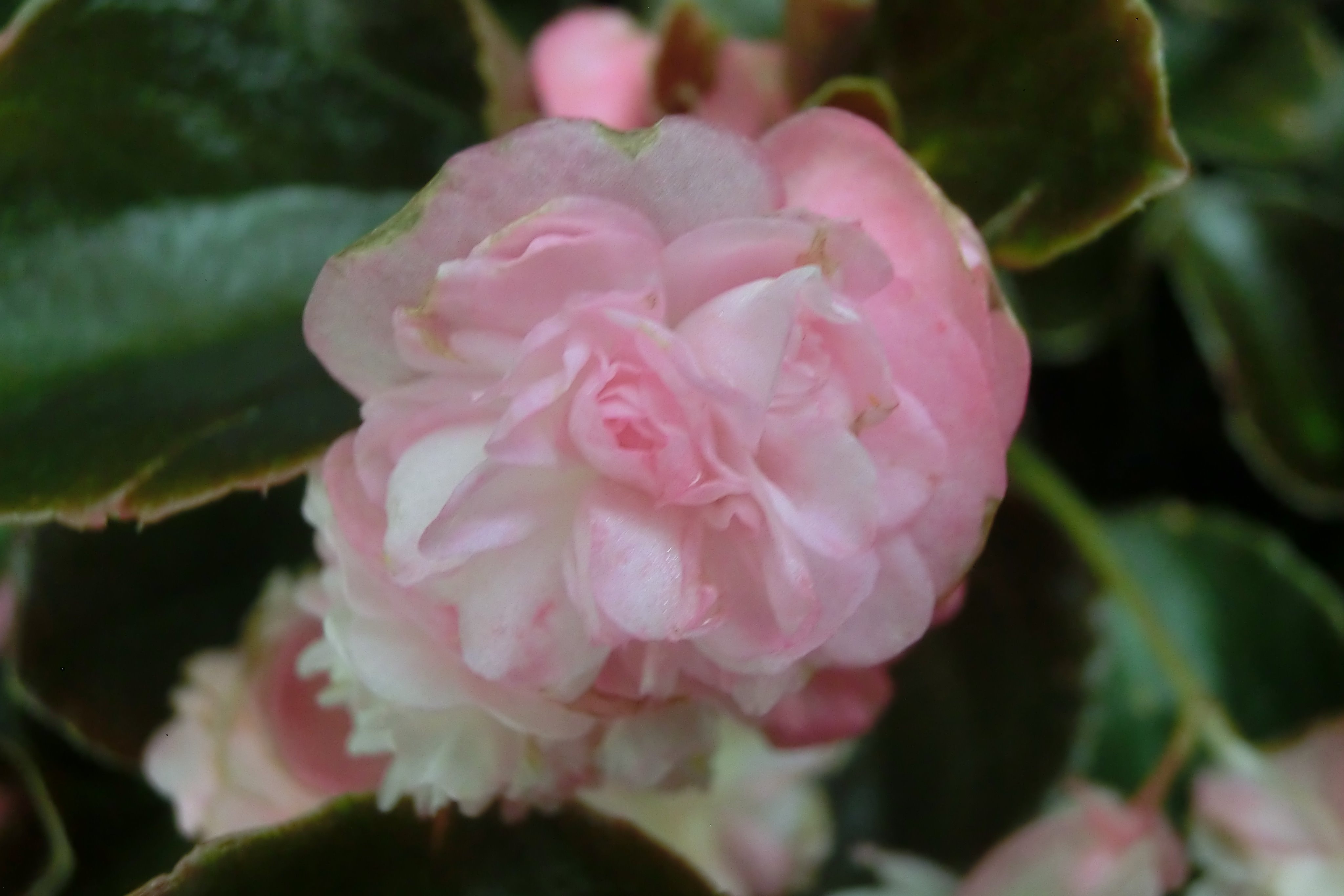 のがみ ゆうじ 一見バラの花のような淡いピンクの八重咲きベゴニアの花 八重咲きベゴニア T Co Gfelxtsutt Twitter