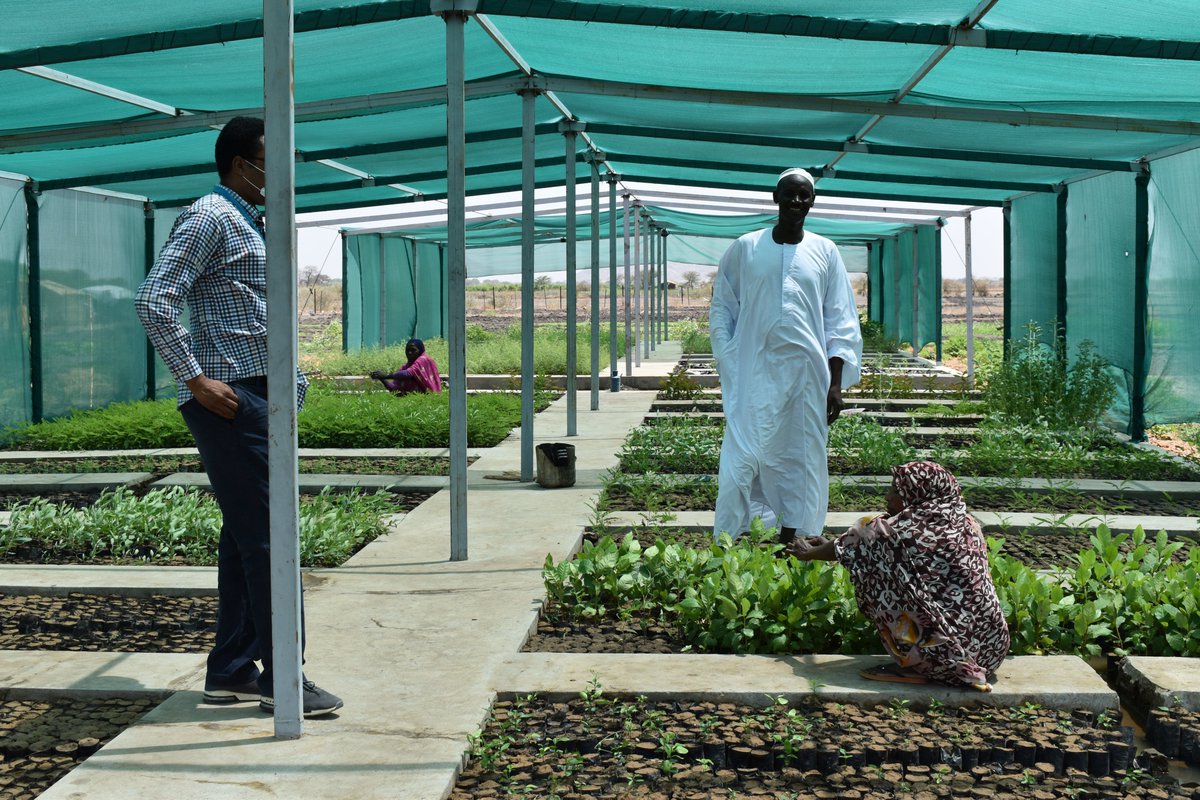 Refugees + locals in Sudan decided to stop deforestation. To get clean cooking energy.

UNHCR + 🇳🇴Norway helped set up this tree nursery: 1 MILLION new trees were planted. And counting.

Read about the innovative project: cutt.ly/SyMycp6

#ClimateAction #ForNature