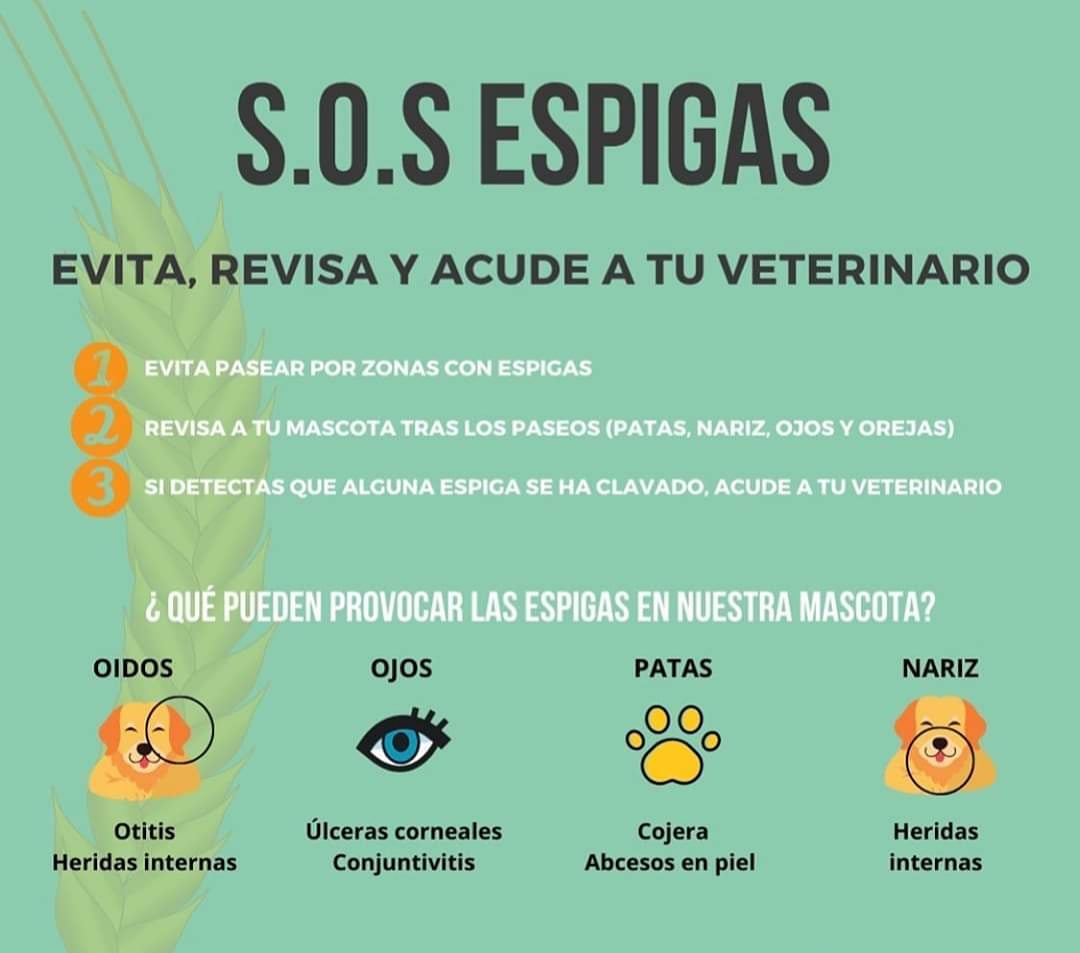 BOYCAN Veterinarios tweet media