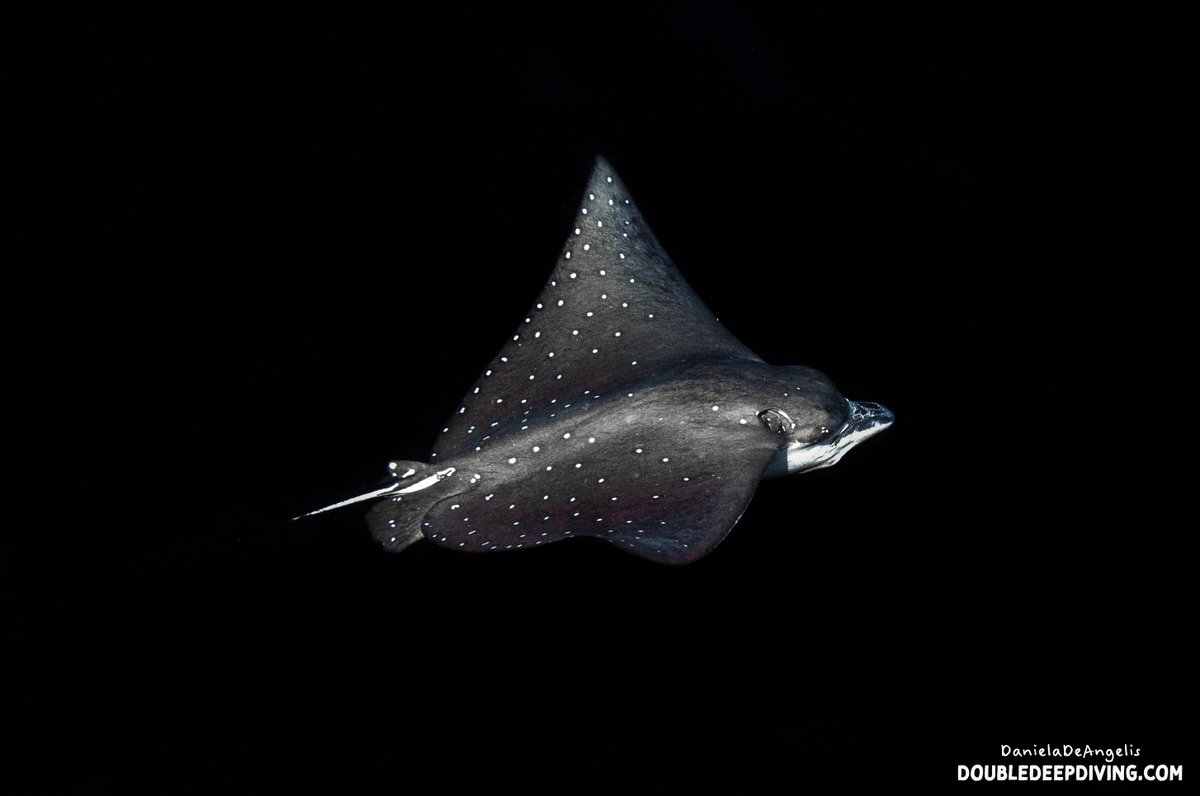 DivingDouble's tweet photo. This #eagleray was huge. We met her during a deep dive at the beautiful Nosy Iranja’s wall. She was very curious and stayed a long flying around us. Wonderful!
Keep dreaming guys, we will restart to #flysoon.

#nosybe #madagascar #scubadiving #underwaterphotography #scuba #diving https://t.co/PnImroFcgO