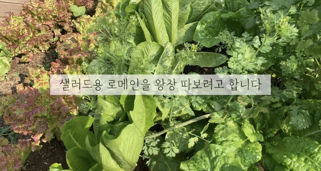 ageha47's tweet photo. 제가 만들고도 나 천재인가(?!) 생각 했습니다 🤣🤣 로메인 버터소스 레시피가 인기가 많아 좀더 가볍게 먹을 수 있도록 올리브오일로 마늘 소스 만들어봤고 호박, 가지, 토마토 등 채소들 더 추가해 풍성하게 드실 수 있도록 만들어봤어요 건강한 밥반찬, 술안쥬로 최고 https://t.co/iE7vltruIs https://t.co/3K6UJ8xr9T