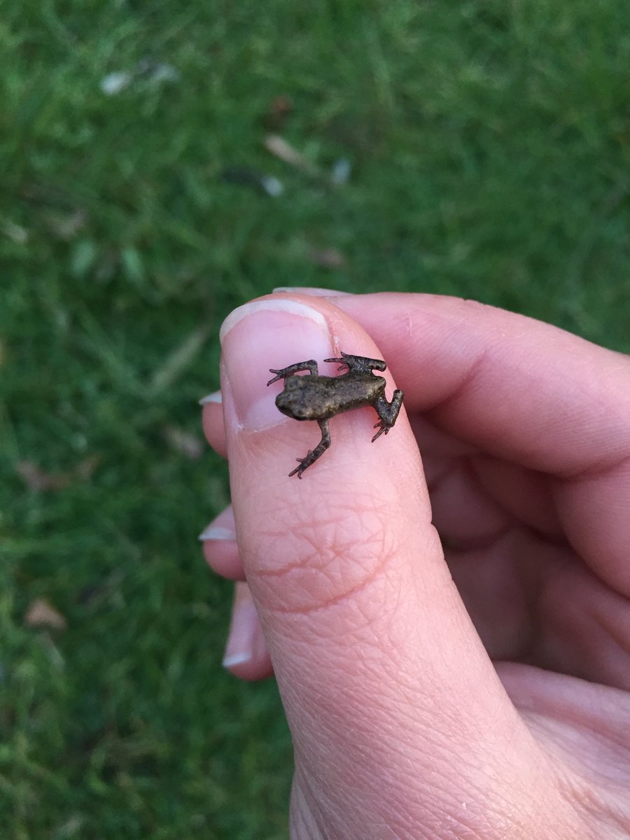 Henley Toad Patrol (@henleytoads) on Twitter photo Well done to all for their 2020 efforts, our Toadlets and Froglets have arrived! 🎈🐸 💚 Please mind out for them as they make their ways across to the Wild Woods over the next few days! Thanks for your support. <a href="/HenleyBSchool/">Henley Business School</a> <a href="/LoveHenleyInfo/">Love Henley 🇺🇦</a> <a href="/henleystandard/">Henley Standard</a> <a href="/henleyherald/">henley herald</a> Well done to all for their 2020 efforts, our Toadlets and Froglets have arrived! 🎈🐸 💚 Please mind out for them as they make their ways across to the Wild Woods over the next few days! Thanks for your support. <a href="/HenleyBSchool/">Henley Business School</a> <a href="/LoveHenleyInfo/">Love Henley 🇺🇦</a> <a href="/henleystandard/">Henley Standard</a> <a href="/henleyherald/">henley herald</a>