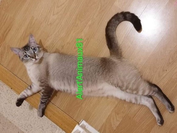 Missing Animaux 81 Twitter પર 08 06 Perdu Chat Beige Tigre Type Croise Siamois A Castres Avits Ncis Tatoue Tel 07 85 63 52 39 Tarn T Co Yanlkznyw6 Twitter