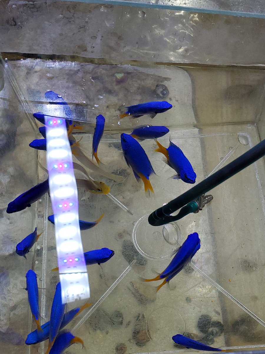 シリキルリスズメ