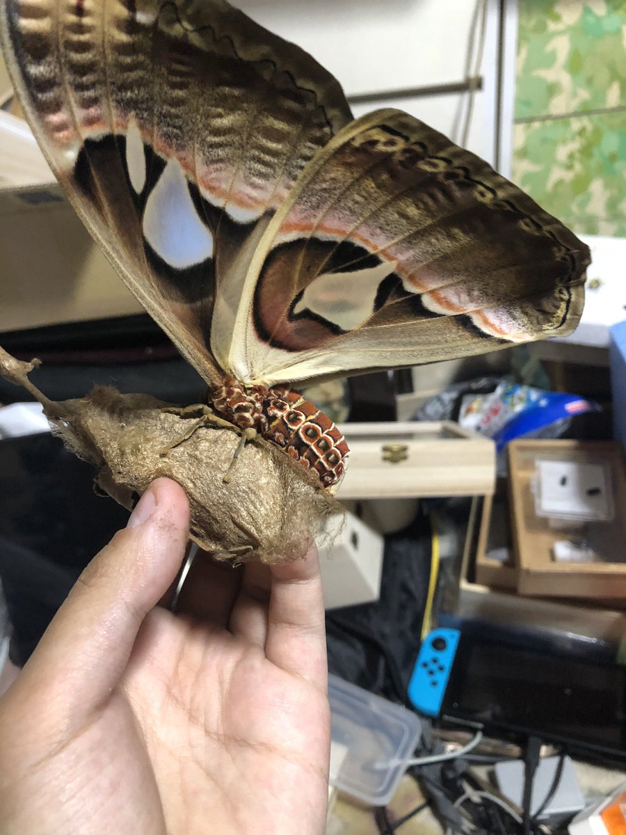 てんくん ひらがな重要 早急にケースを作った とりあえず大丈夫かなー あとは 苗木でも入れておこうかな ヨナグニサン アストラガ ヤママユ ヤママユガ 繭