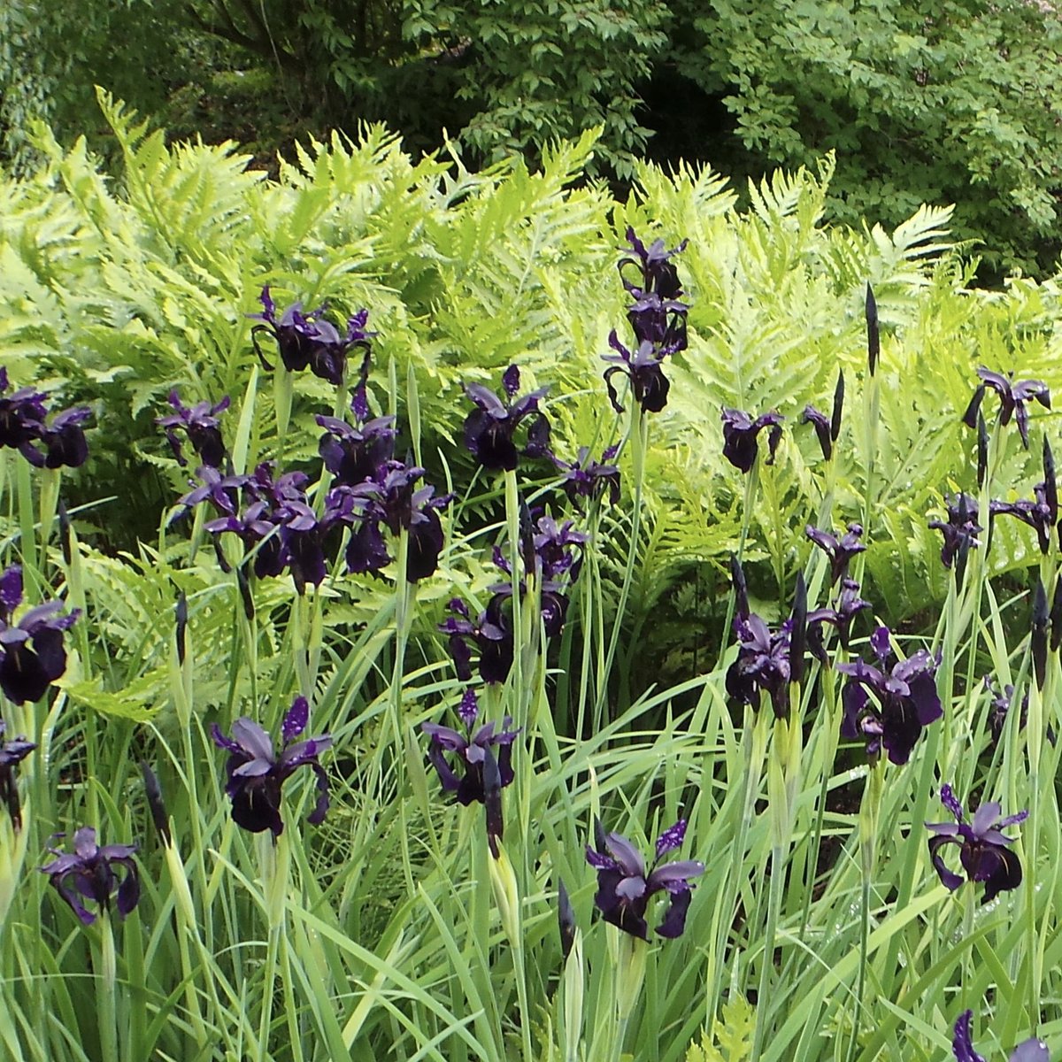 Translucent Meconopsis and colour/texture/form contrast of Iris chrysographes black-flowered and Osmunda regalis on a damp but fun visit to <a href="/RHSHarlowCarr/">RHS Harlow Carr</a> yesterday.  #chooselandscape