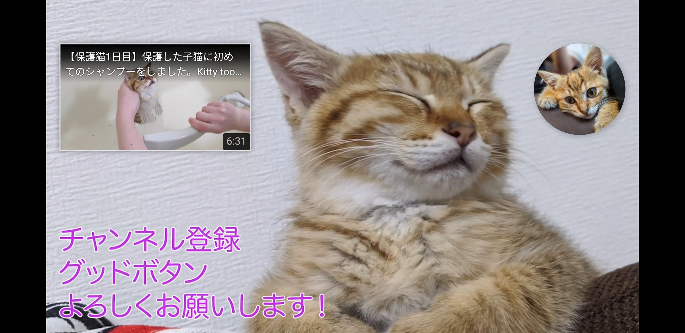 Nira Amana 保護子猫の新しい動画を発表しました ぜひチェックしてください T Co E5aqmjveyc 子猫 可愛い子猫 猫のいる幸せ 猫動画 Youtubeチャンネル T Co Dccfvomste T Co Stjshurm0t Twitter