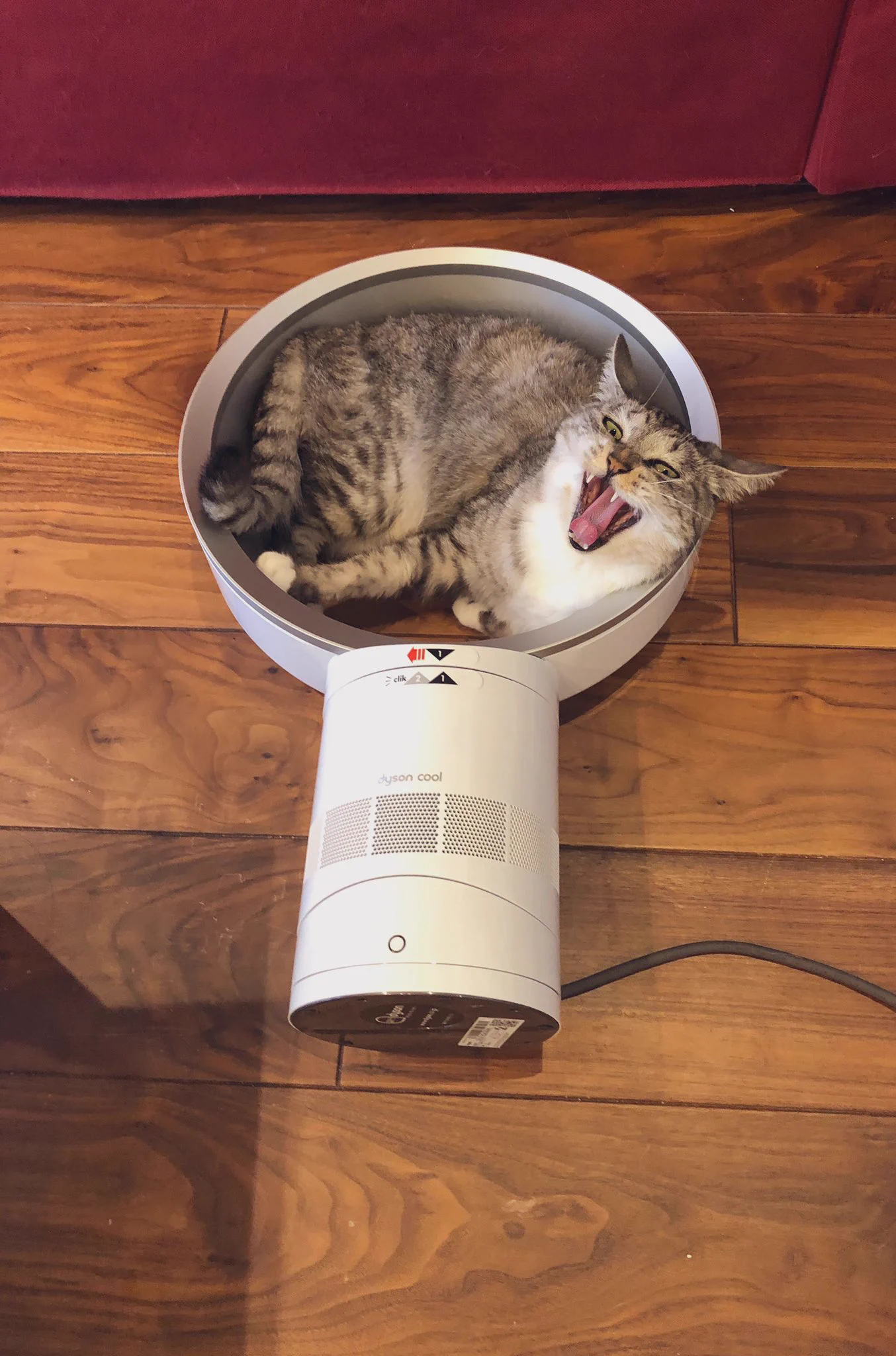 ダイソンは猫もお好き！？帰ったら倒れたワッカ内でくつろいでたｗｗ