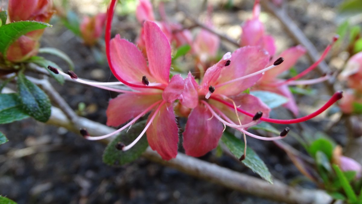 Not the prettiest nakaharae hybrid. Raised many years ago by a friend, from a 'rogue' pack of seed sent by Polly Hill. It has a retained corolla. We call it 'Jim's Weirdo'.