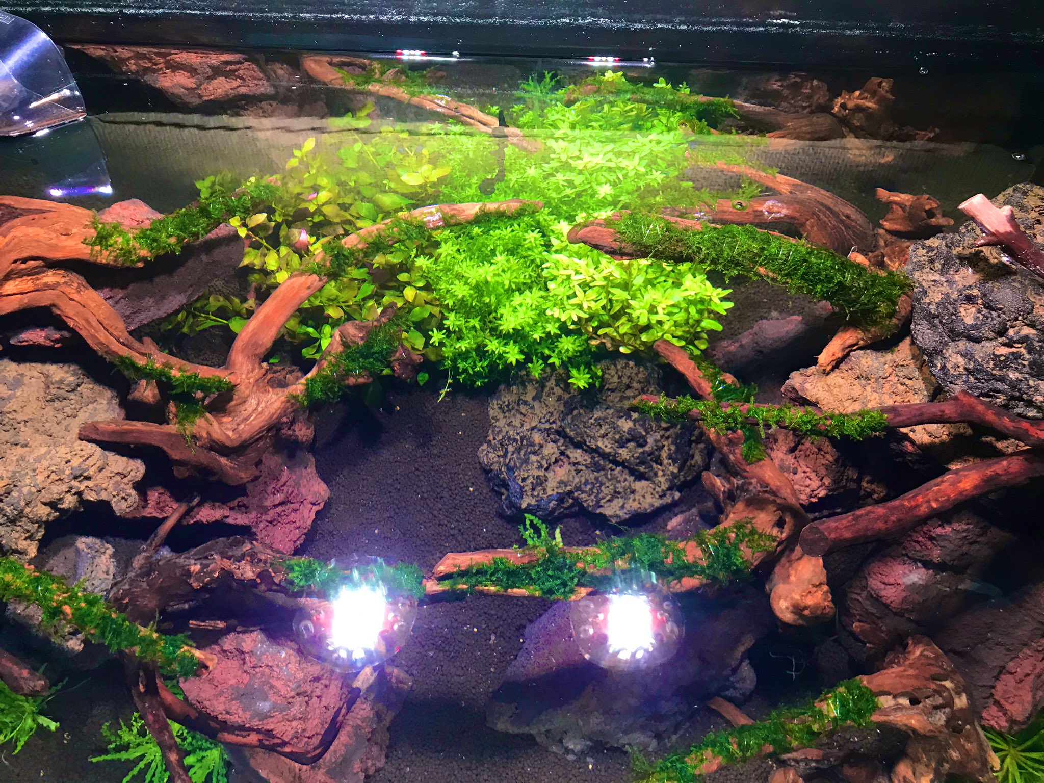 くろっきーch アクアリウムyoutuber Kurokkkkkych Twitter