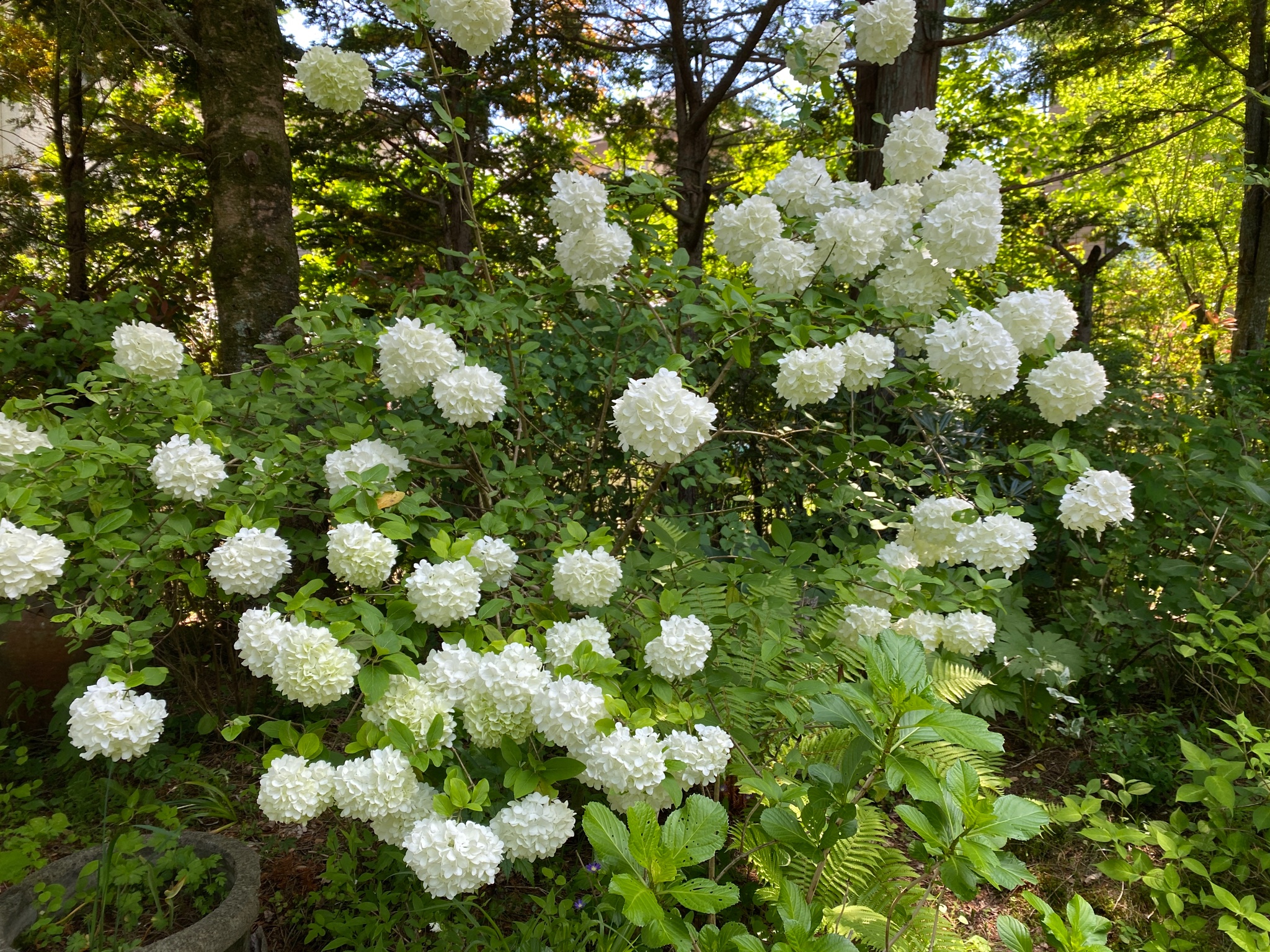村山由佳 時々もみじ 我が家の庭にひとりだけ 名前のわからない方が 画像1 Amp 2枚目 ビバーナムの仲間だろうとは思うんですが ご存知の方いらっしゃるかなあ ちなみに 3 オオデマリ 4 スノーボールとも違うし テマリカンボクとも葉が異なる