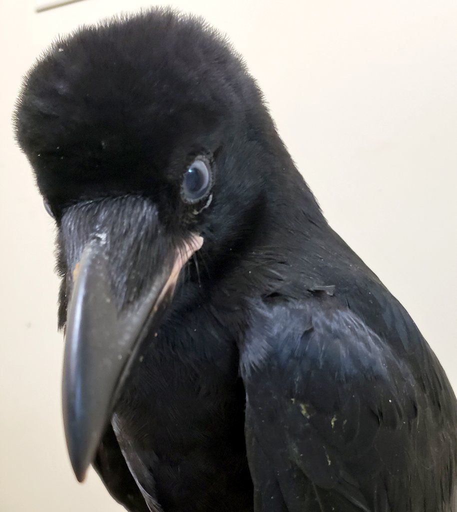 Netgeek 保護したカラスの子供 徐々に慣れてきてて可愛い Netgeek T Co Nxtuphf5xc