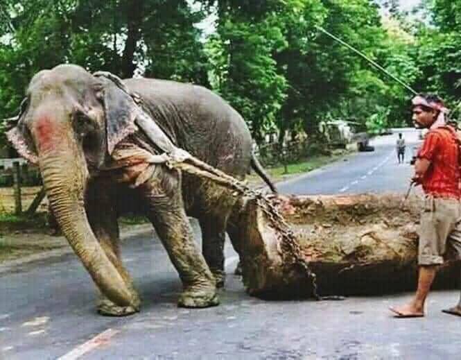 mazharsethar's tweet photo. Are you afraid of covid 19?
In short Human is the cancer of the planet💔
If you agree ? Let’s share & spread The face of humans instinct.
#Saveanimal #theyhaverights #dontkillthem🙏
#theybelongstothisuniverse 🌍
#mazharsethar #mazharsethartalk https://t.co/nrU95RxiR9