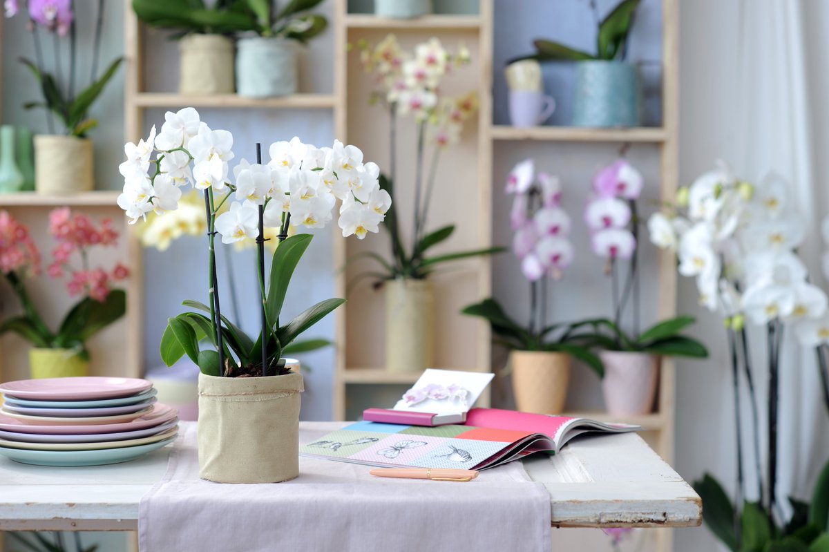 Orchideeën zijn bevorderlijk voor de gezondheid!
❤ Planten verbeteren de kwaliteit van de lucht die je inademt;
💛 Planten maken je slimmer;
💚 Planten reinigen de lucht;
🧡 Planten versnellen genezingsproces;
💜 Planten bestrijden ziektekiemen.