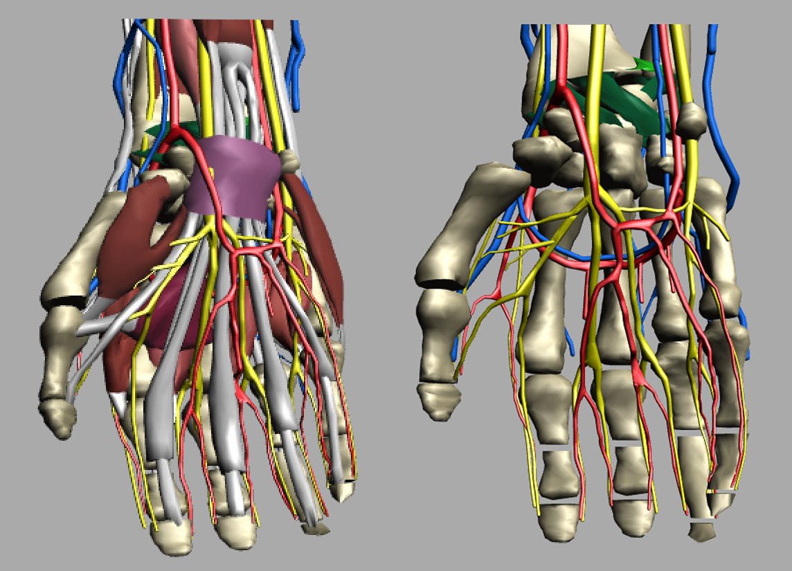 3D modeling of hand anatomy
from DIVA3D virtual dissection table
#anatomy #handanatomy #hand #virtualdissection #3Dmodeling #3Danatomy #diva3D #3D