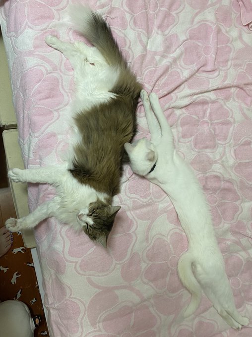 腕枕のtwitterイラスト検索結果 古い順