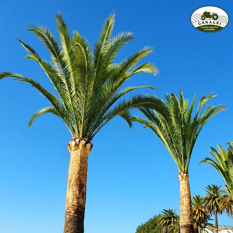 ganagri_'s tweet photo. ¿Necesitas podar y no sabes cómo hacerlo? Nosotros nos encargamos de todo.  ✔🌴 https://t.co/S6AY6s4EDr