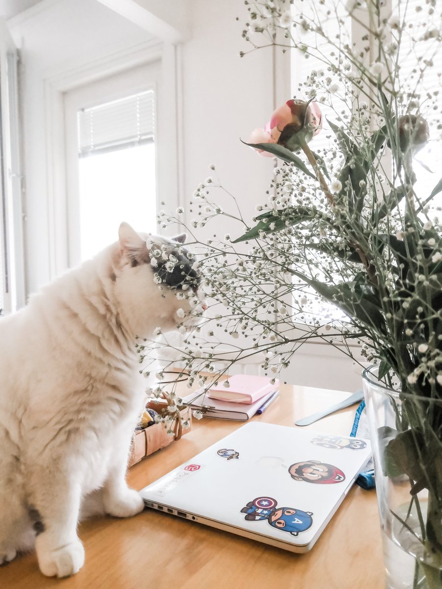 SariBrunberg's tweet image. Rakastan leikkokukkia mutta harvemmin tulee ostettua kotiin. Kuvassa syy miksi.