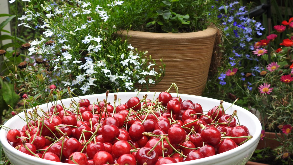 alanrevel's tweet photo. Bonanza #cherry harvest this year from our tree. Will be the first bowl of many. @PeterRevelWalsh. #hackney #hackneygarden #cherries https://t.co/ePyNTwW0v5