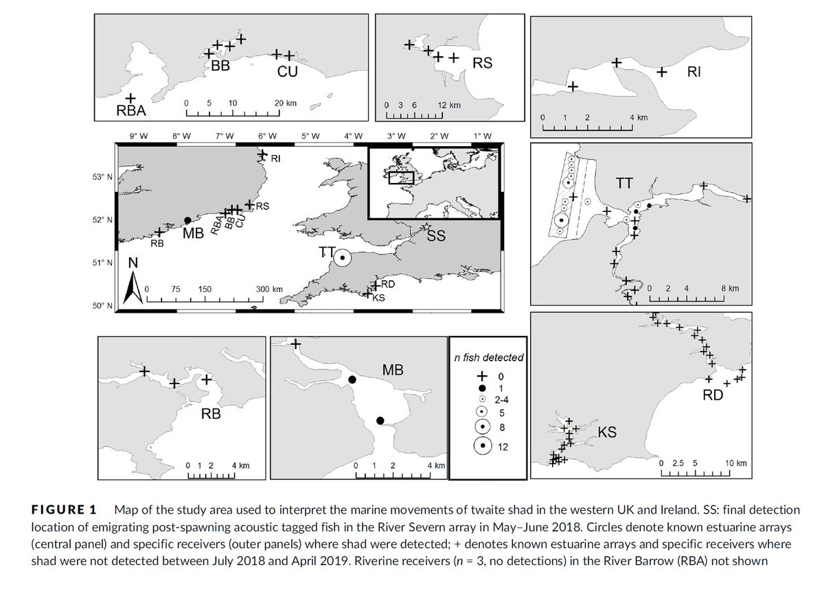 We were buzzing when our humble twaite shad visited the coasts of Ireland and Devon before returning to the Severn a year later, revealing themselves as rock-hard ocean wanderers with some kickass navigational abilities. New paper out! #WorldOceanDay2020

onlinelibrary.wiley.com/doi/epdf/10.10…