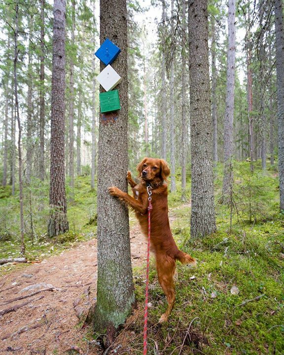 Someone’s ready to hit the trails! •
•
•
•
•
#dogsofinstagram #hikingdogsofinstagram #hikingdogsofinsta #hikingwithdogs #explorewithdogs #dogsthathike #dogsonadventures #thegreatoutdogs #backcountrypaws #mountainlife #adventurewithdogs #adventuredogsofficial #adventurepu…