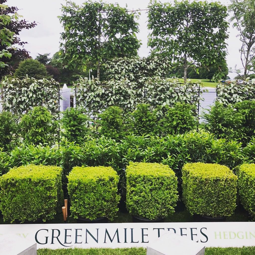 GreenMileTrees's tweet photo. This week should have been the fantastic horticultural celebration @The_RHS #RHSChatsworth #flowershow. Reminiscing about last year's show in what would have been our third year there 🌳🌳🌳https://t.co/If1QollTRD https://t.co/B3TccG3UaI