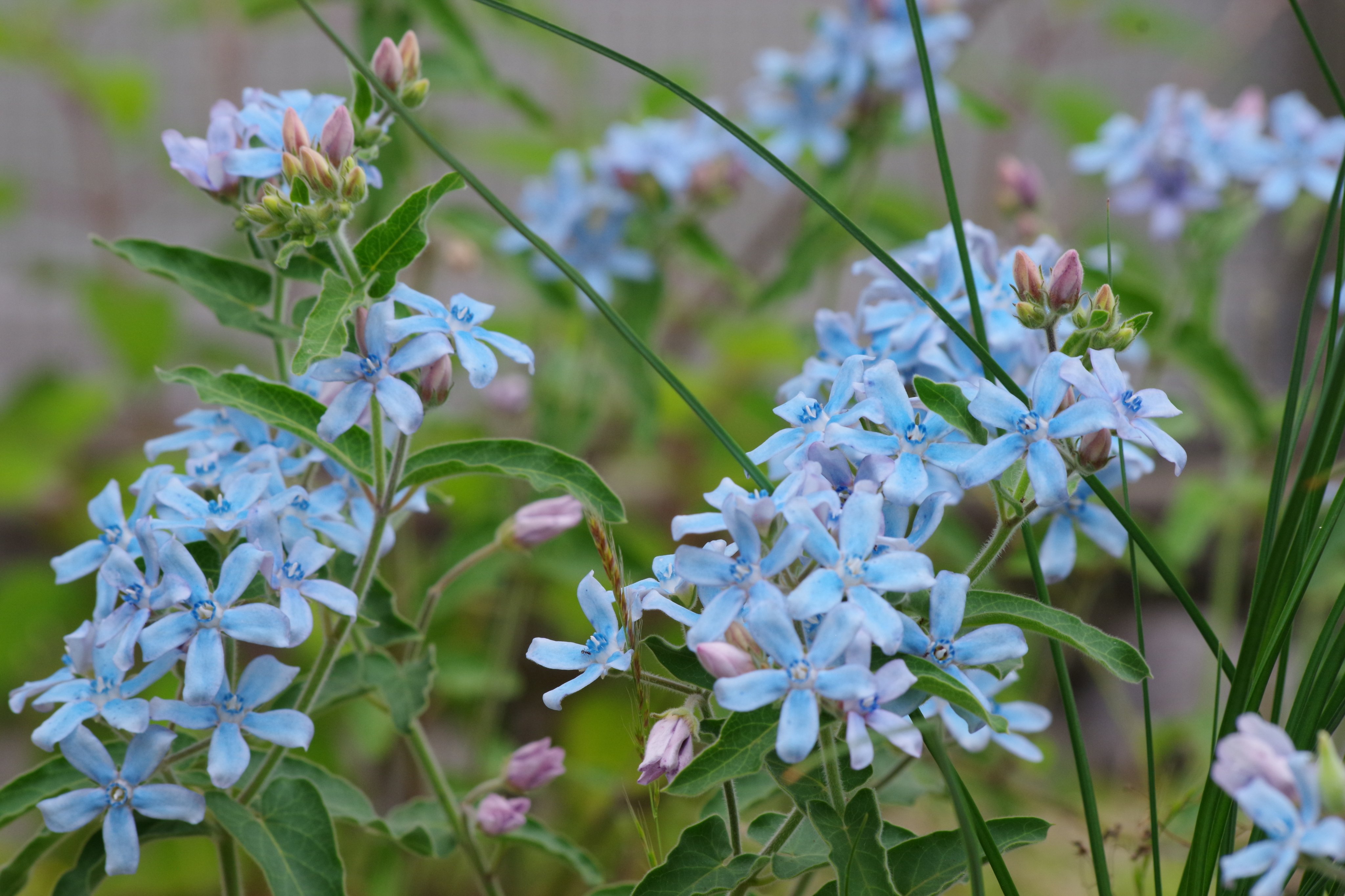 Twitter এ 芹沢 時雨 Uji ルリトウワタ 0604 14 27 Photography Flowers Southernstar 英語ではサザンスター ツィーディア あるいはブルースターと呼ばれるガガイモ科の蔓性植物 花言葉は 信じ合う心 海外のある地域では男子の誕生を祝うとき