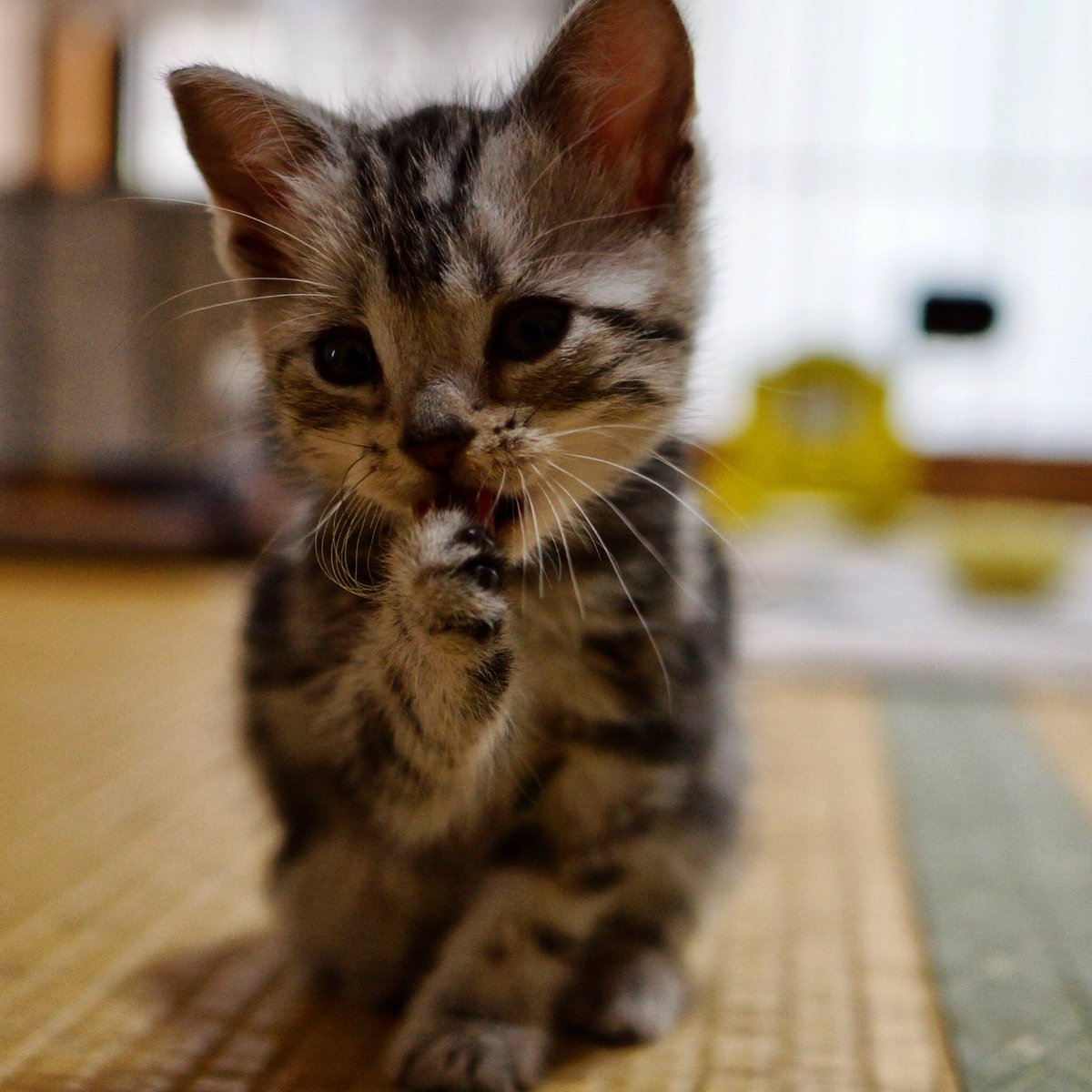 alienizer's tweet image. 新しい家族ができました。

#cat #kitty #猫