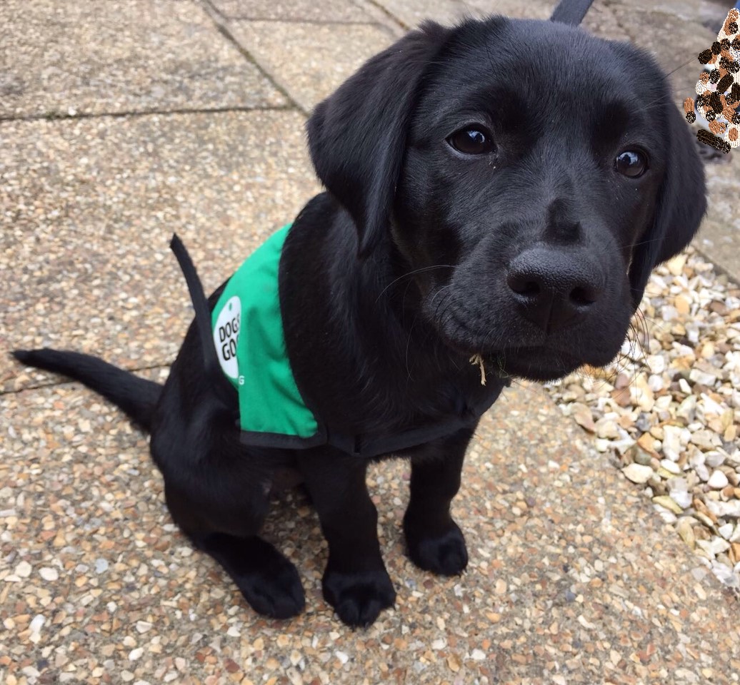 dementiadog's tweet image. Every Saturday we will put up a picture of one of our dogs &amp;amp; ask you to guess who it is. Sunday afternoon we will post the answer. This week’s pup – this gem of a pup is full of character and bright as a wee button!
Who is the pup? Answer tomorrow! @alzscot
@DogsForGoodUK