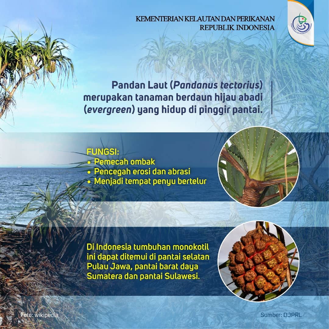 kkpgoid's tweet photo. #SahabatBahari sudah tahu belum tanaman Pandan Laut? Tidak hanya pohon Mangrove yang dapat mencegah abrasi, tanaman ini juga berfungsi sebagai tanaman penjaga pantai. Selengkapnya, yuk simak melalui infografis berikut ini.

#kkp #kkpgoid https://t.co/vrdqSPz90a