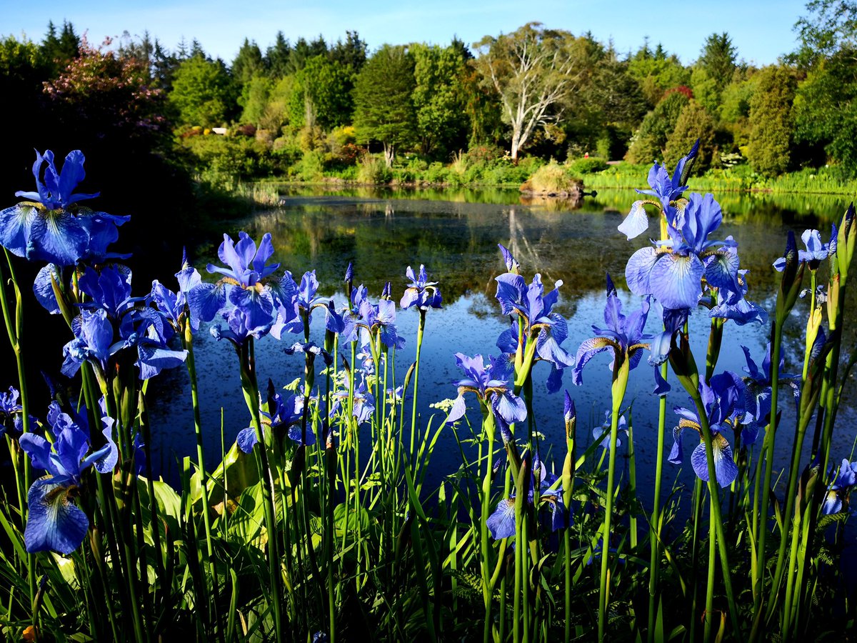 💃🏻Dramatic colours from Papaver Orientale Turkenlouis and Iris Sibirica Perry's Blue. Local visitors welcome, but please observe government and NHS guidelines and advice on social distancing☑️