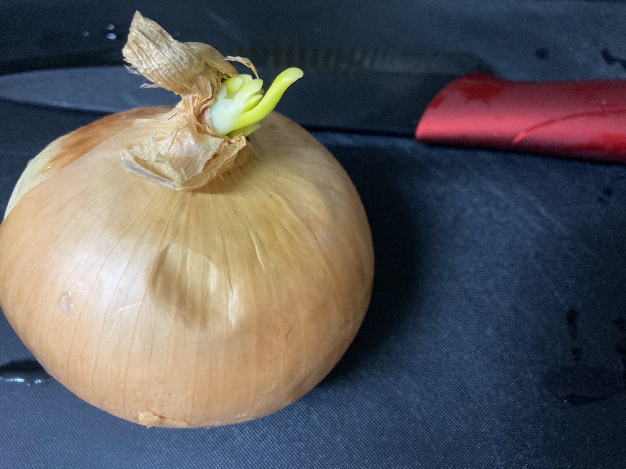 メイたん この永沢 違った この玉ねぎ 芽が出とるゎ T Co 8qqlcdje95 Twitter