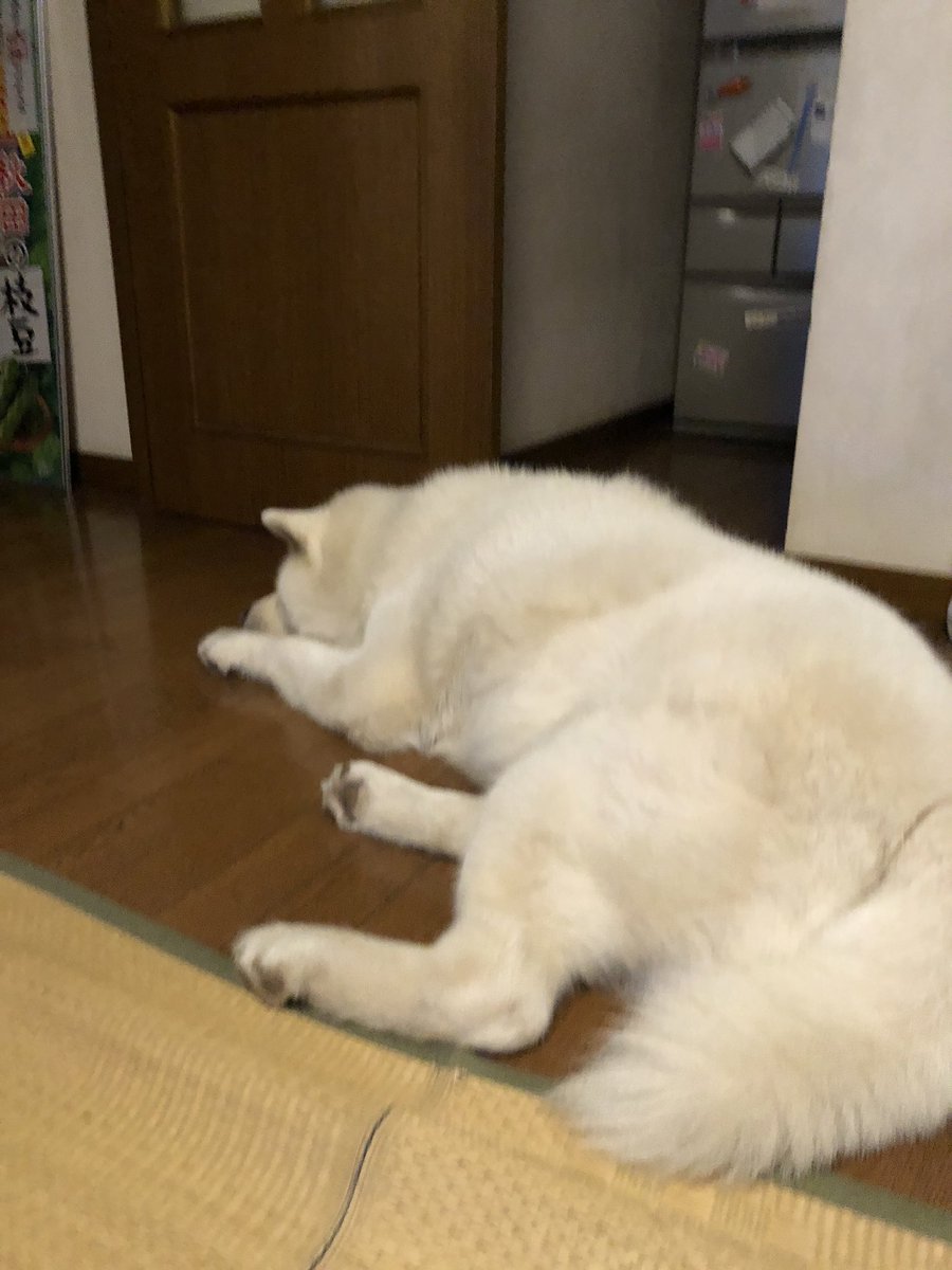マサ 秋田犬 日本犬 リビングの入り口を塞ぐ 秋田犬はくお この行動は 犬は 殆ど家の中で寝る時は 飼い主の足元など 必ず下の方で寝るそうです これは 飼い主を他から守るという意思表示らしいです マサ 秋田犬 日本犬 リビングの入り口を塞ぐ 秋田犬はくお この行動は 犬は 殆ど家の中で寝る時は 飼い主の足元など 必ず下の方で寝るそうです これは 飼い主を他から守るという意思表示らしいです